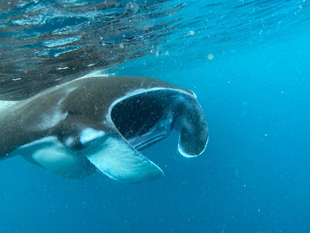 Warahnus Dive Homestay Kri Екстериор снимка